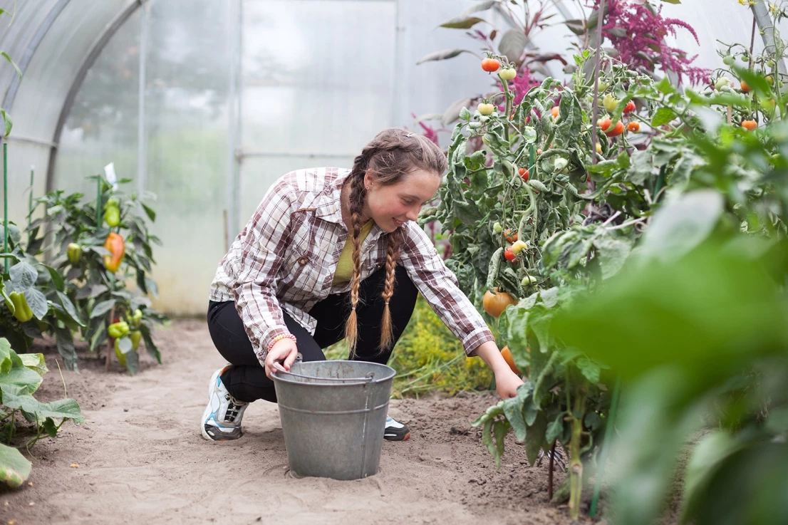 Travail saisonnier ramassage de légumes