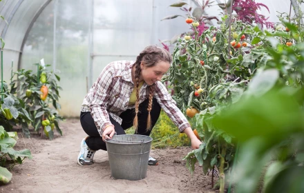 Travail saisonnier ramassage de légumes